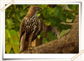 changeable hawk eagle kanha