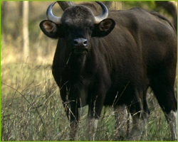 indian bison kanha