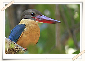 stroked-billed-kingfisher