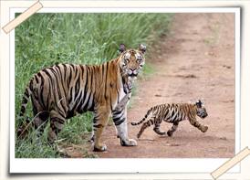 tiger family